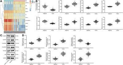 Tumor Inhibitory Effect of Long Non-coding RNA LOC100505817 on Gastric Cancer